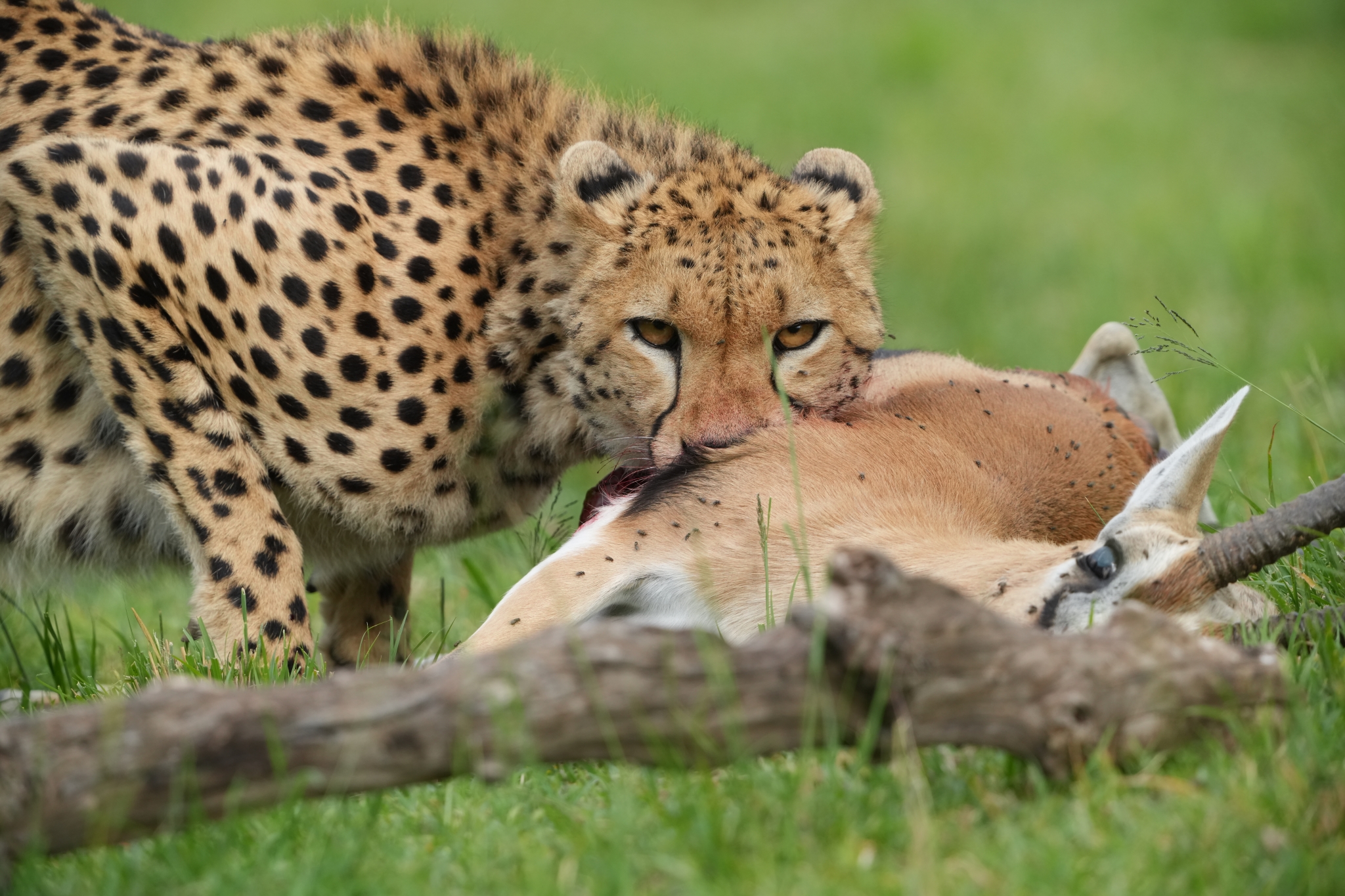 A photo of a cheetah catching its prey in a grassy field Click to open modal