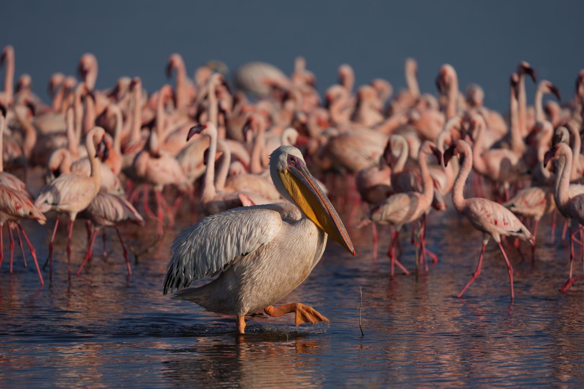 A photo of a bird standing among a flock in shallow water Click to open modal
