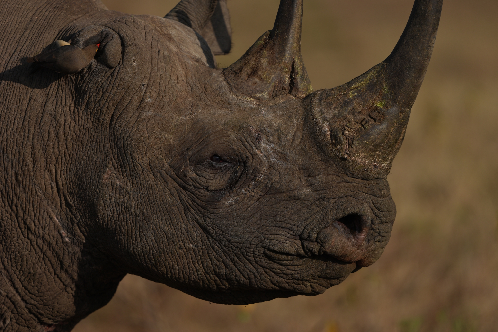A close-up photo of a rhinoceros showing its side profile on open plains Click to open modal