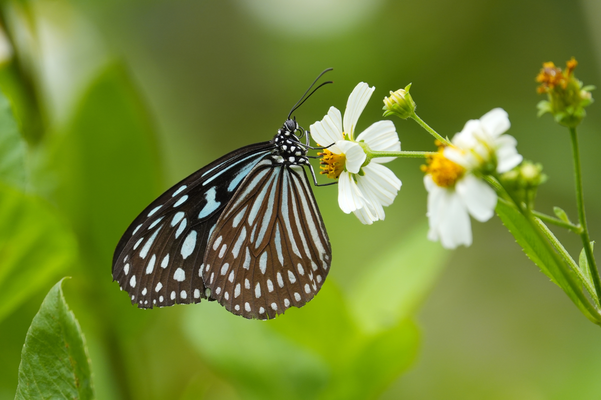 A sample image of the batterfly resting on the white  flower Click to open modal