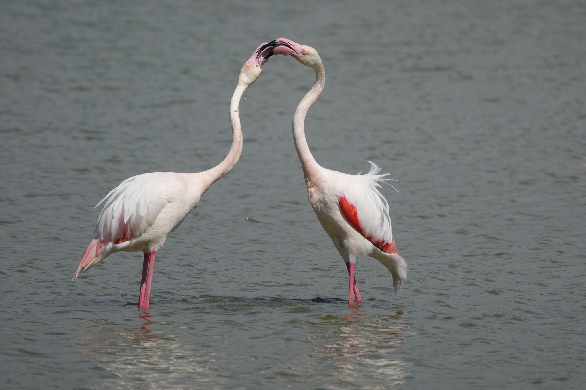 A sample image of two flamingos stand facing each other Click to open modal
