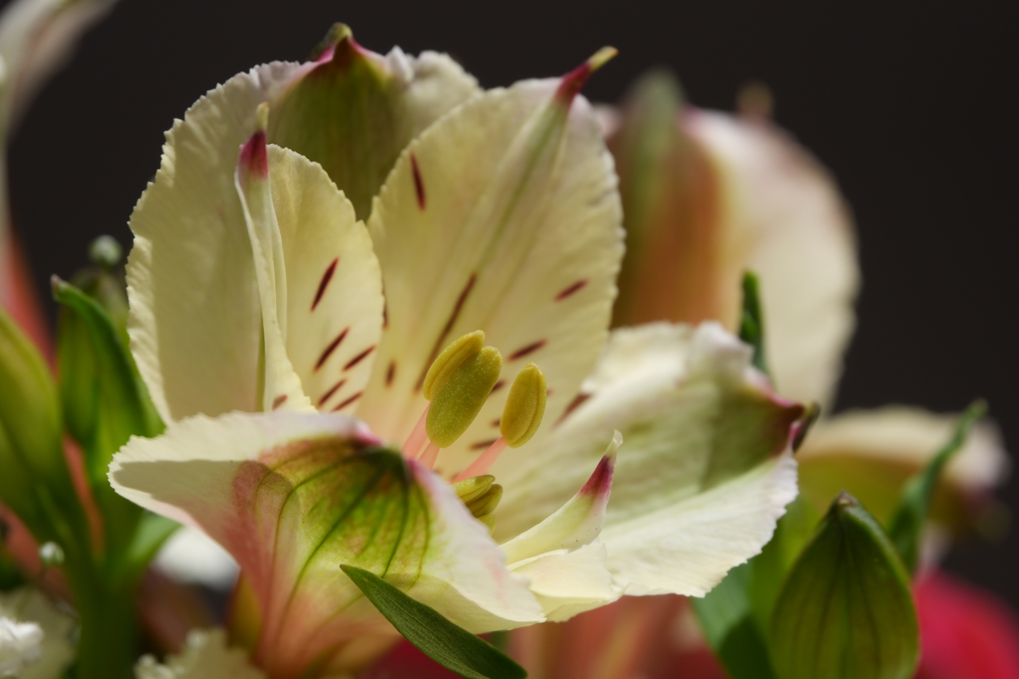 A sample image of center of a close-up lily Click to open modal