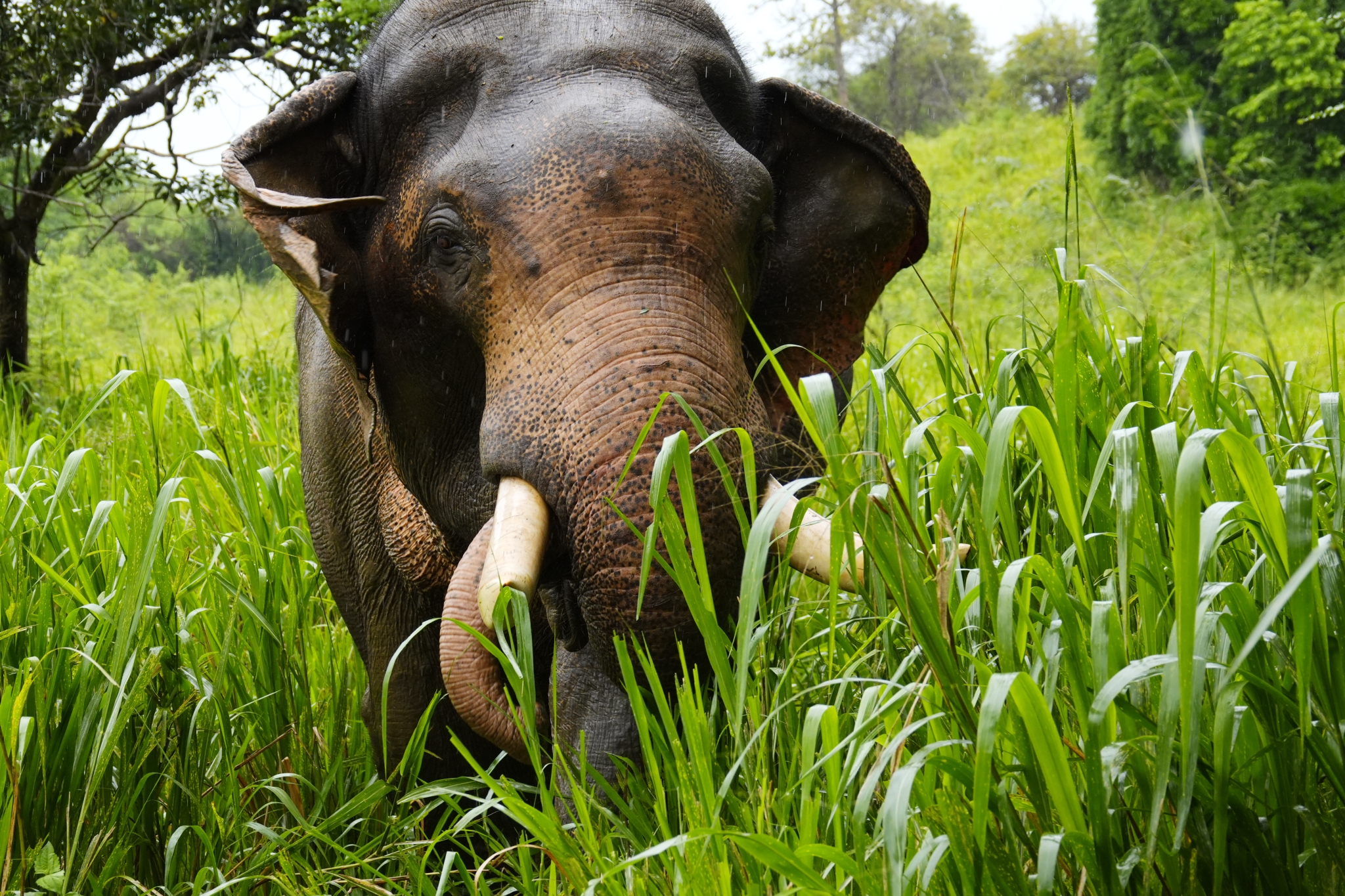 A sample image of the elefant in the rainy field filled with elephant glass. Click to open modal