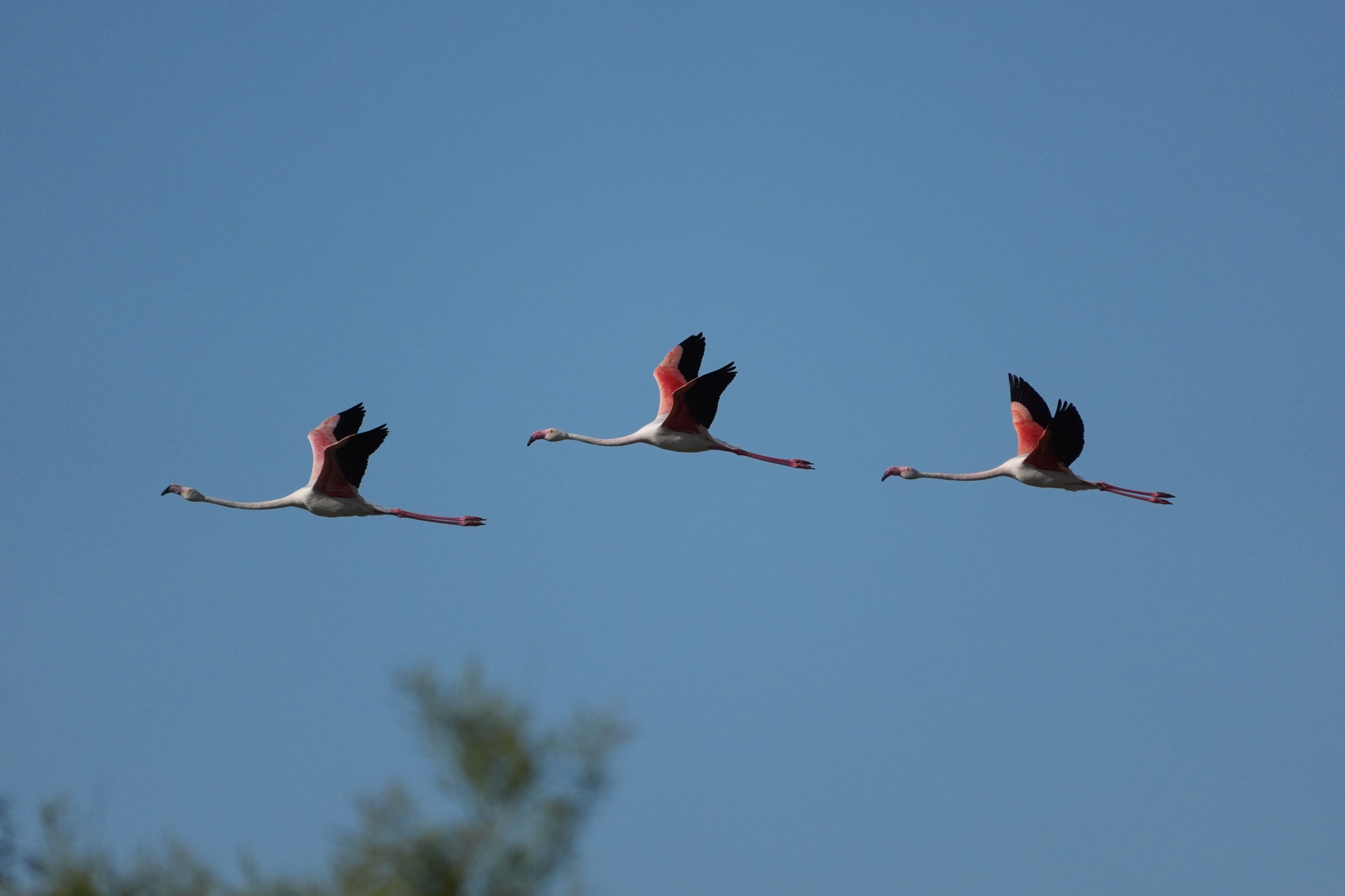 A sample image of the three flamingos flying over the sky in a line formation Click to open modal