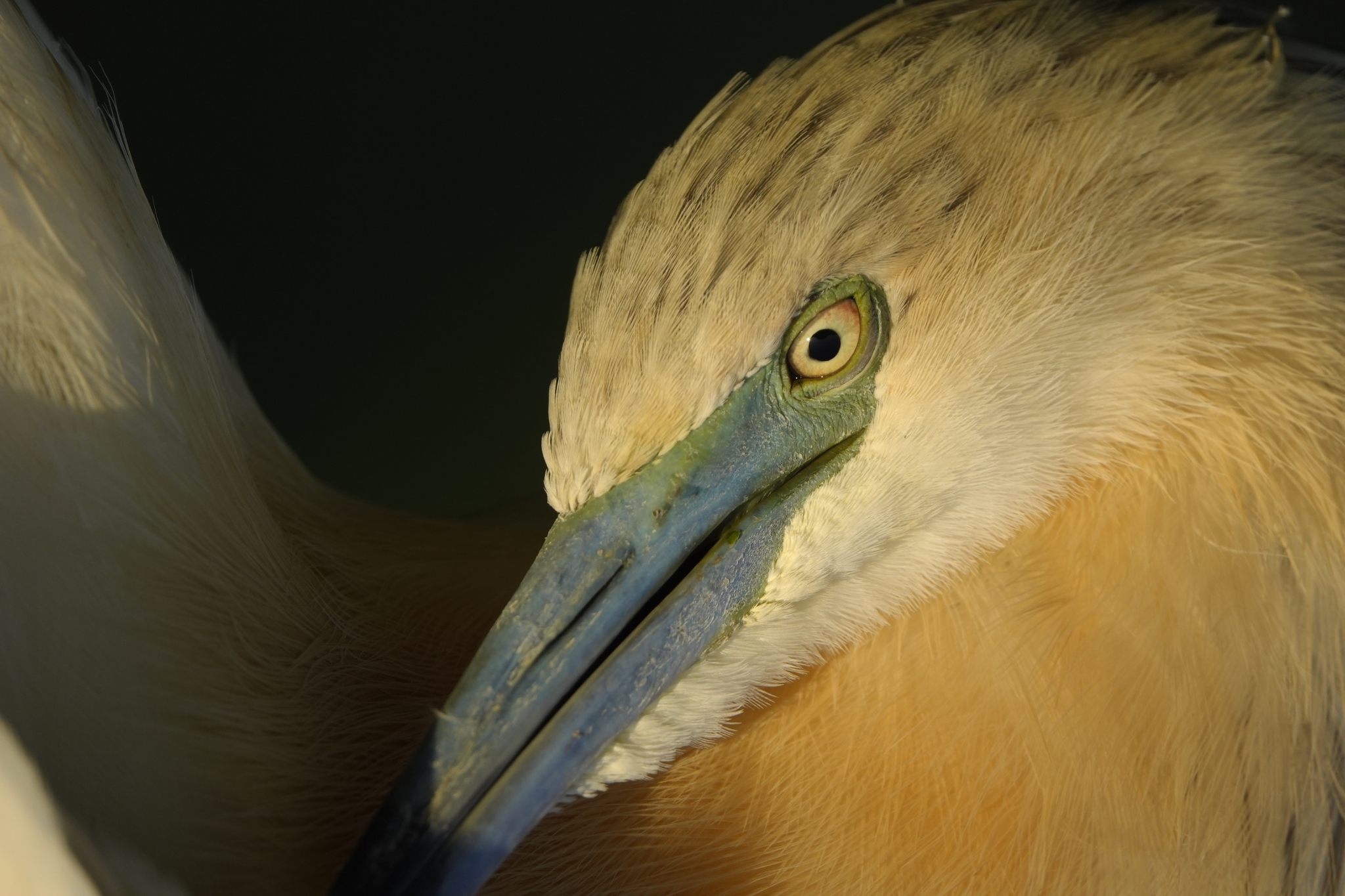A sample image of close-up of a great Crested Heron's face featuring its striking green eye and teal-blue bill. Click to open modal