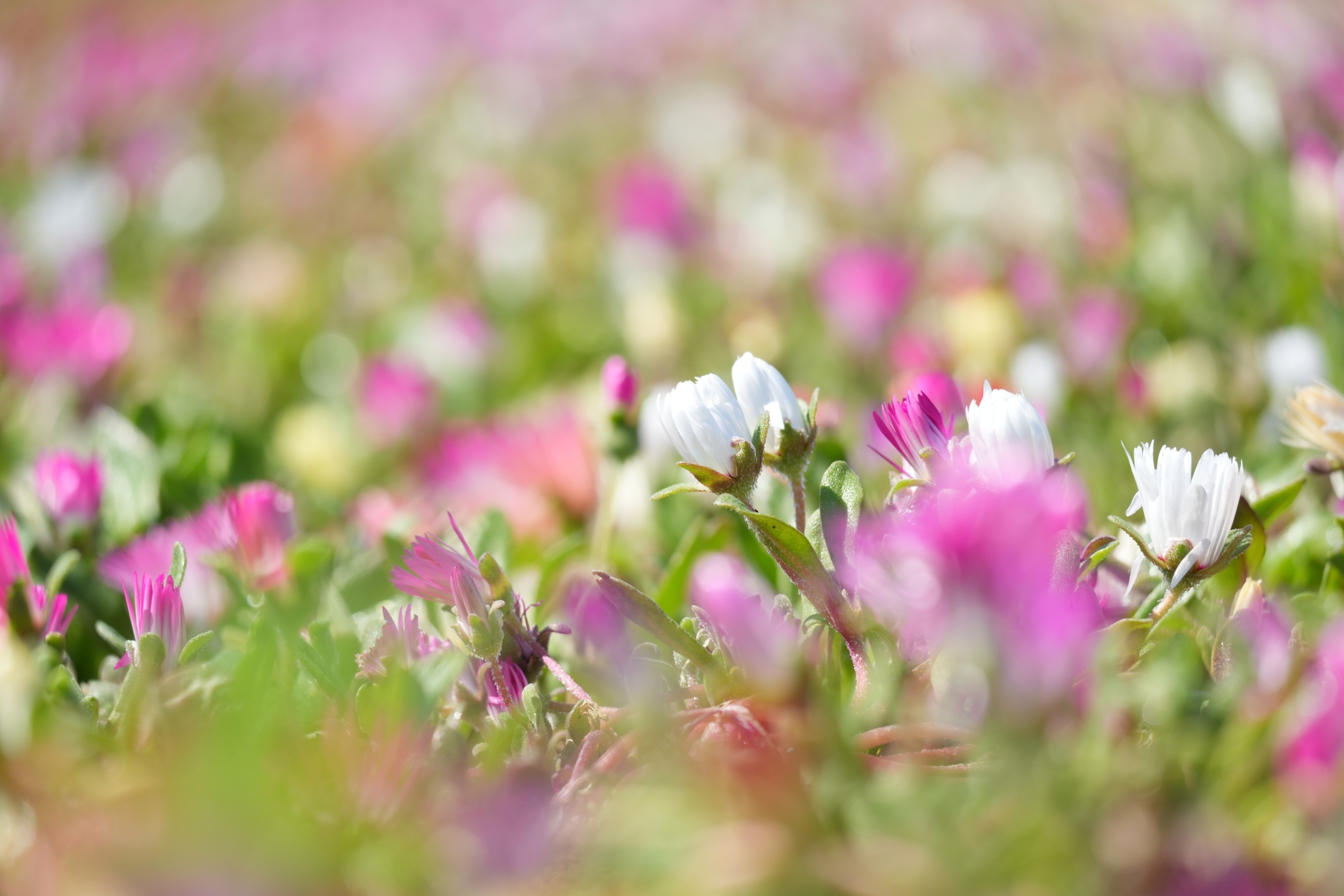 A field of flowers in bloom Click to open modal