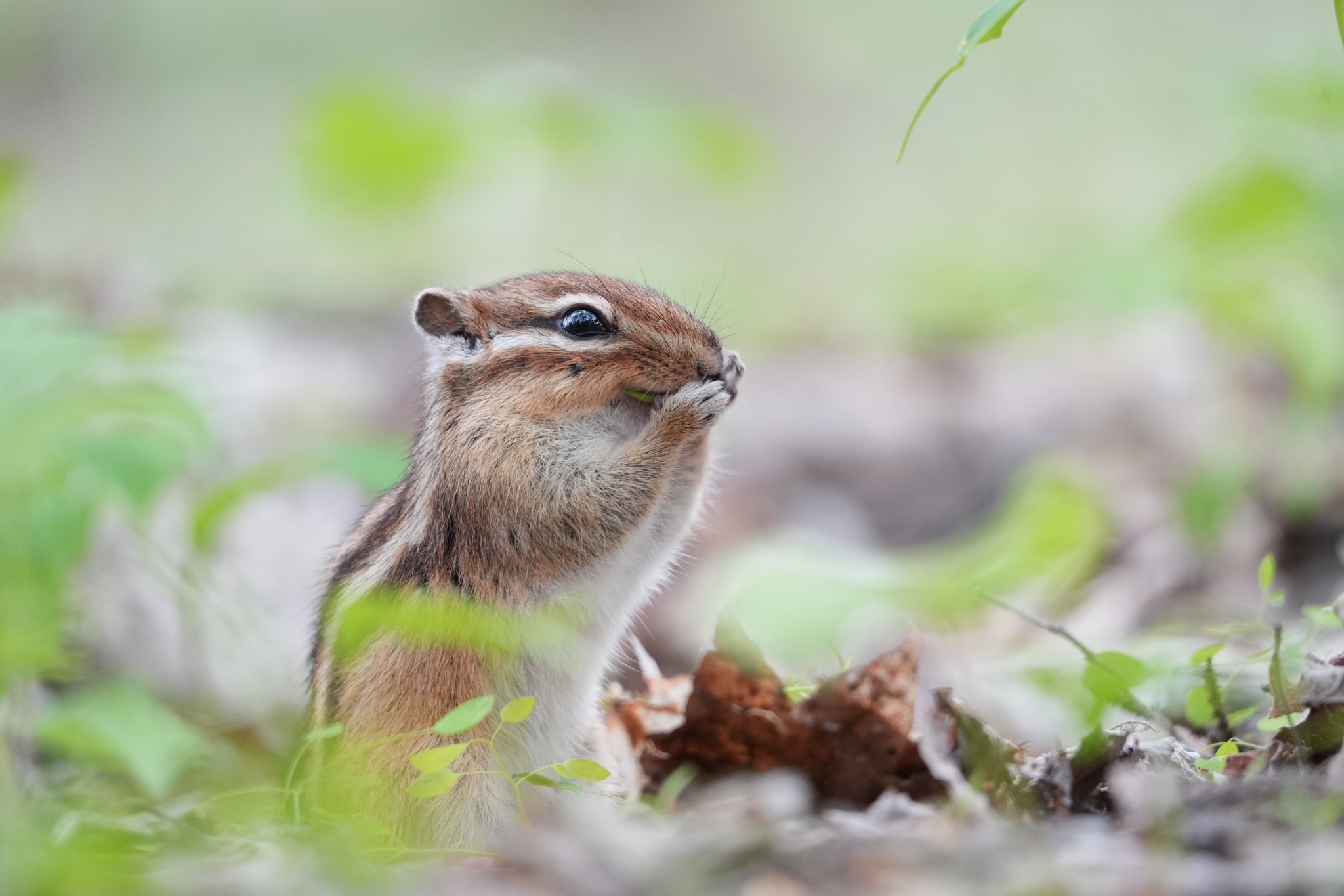 A close-up of a squirrel foraging for food in the grass. Click to open modal