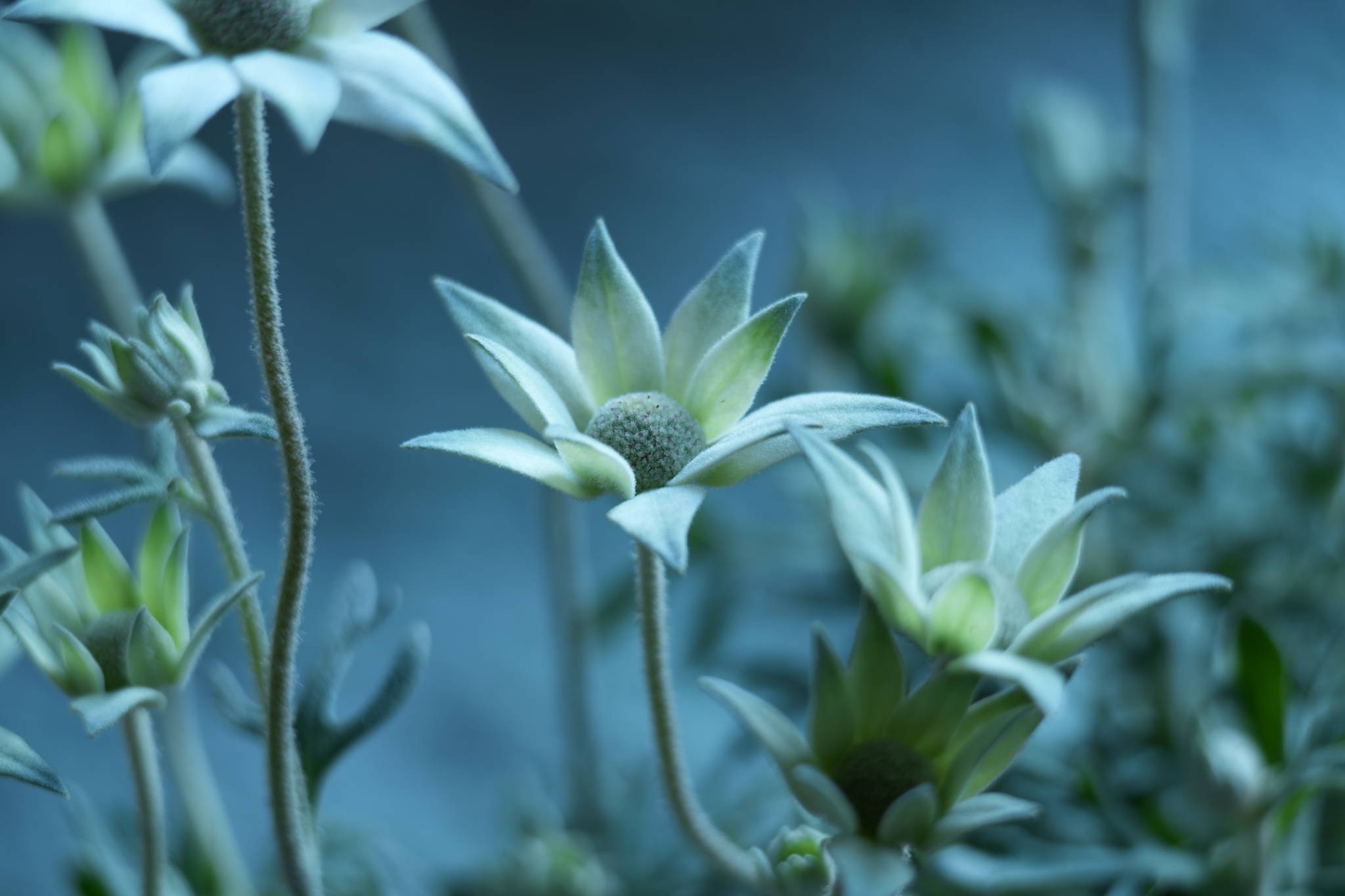 A close-up photograph of a white flower in bloom. Click to open modal