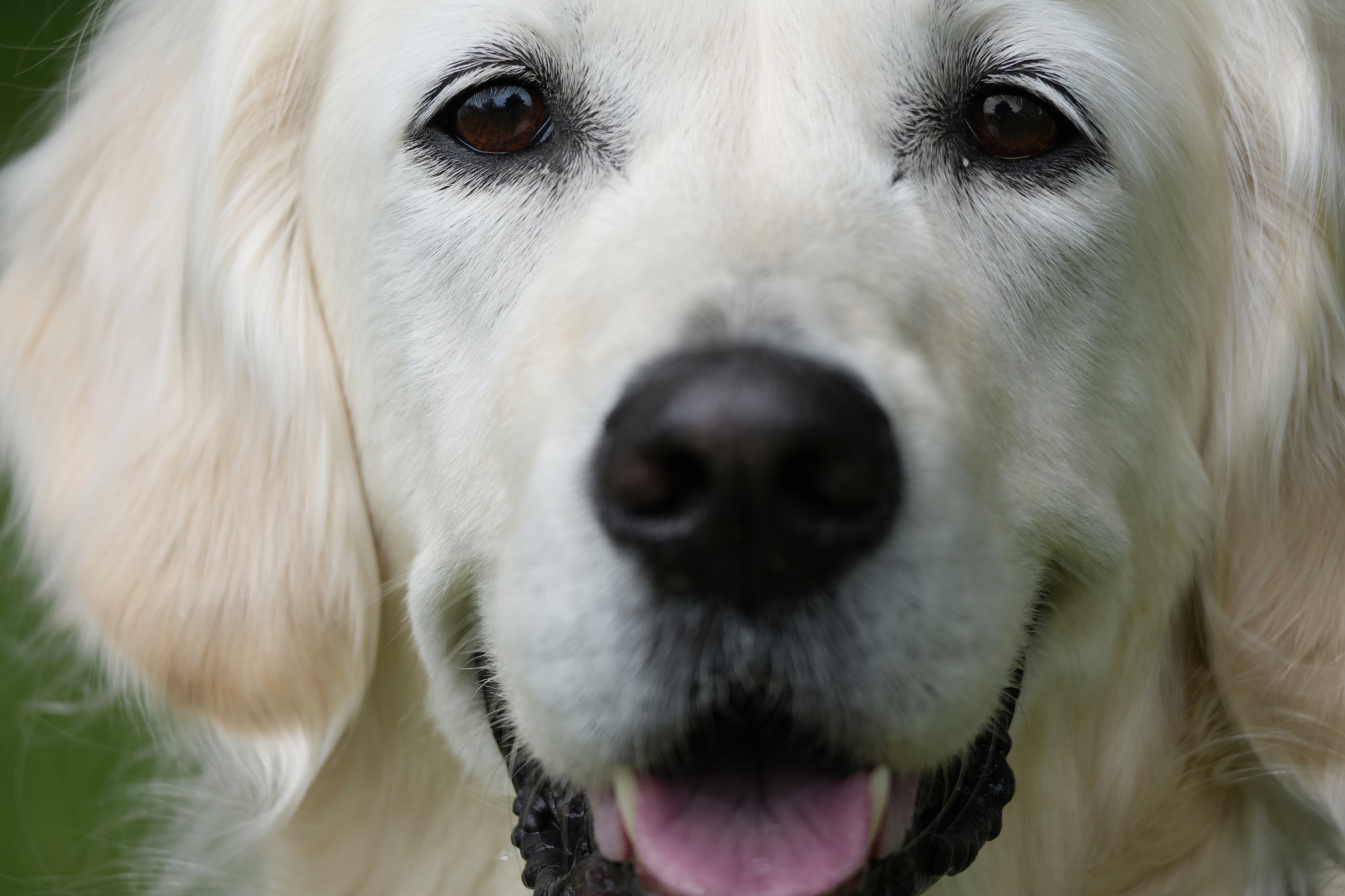 A dog's face fills the frame in a front-facing close-up. Click to open modal