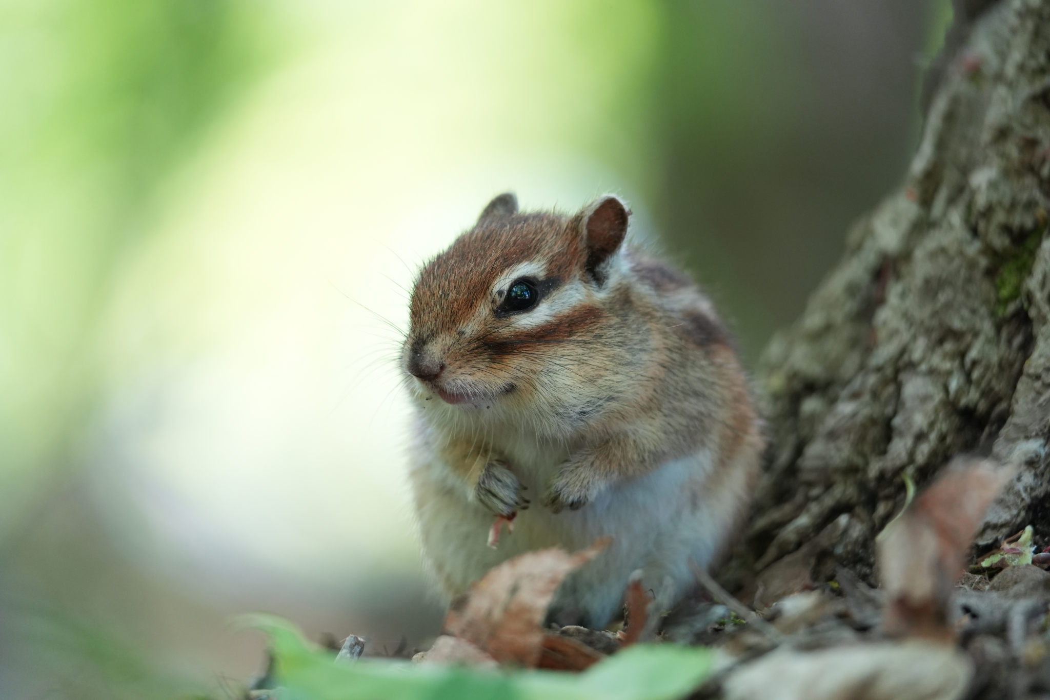 A squirrel holding food, standing beside a tree. Click to open modal