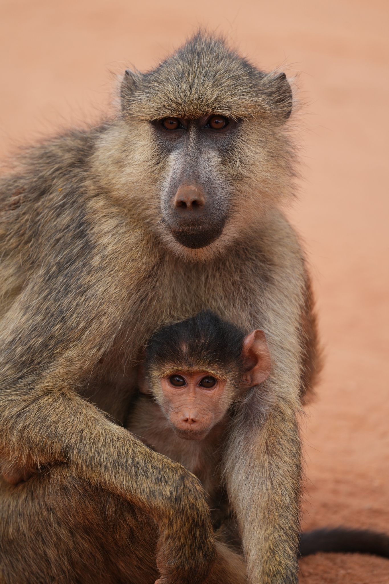 A baboon carries its young while resting on the ground. Click to open modal