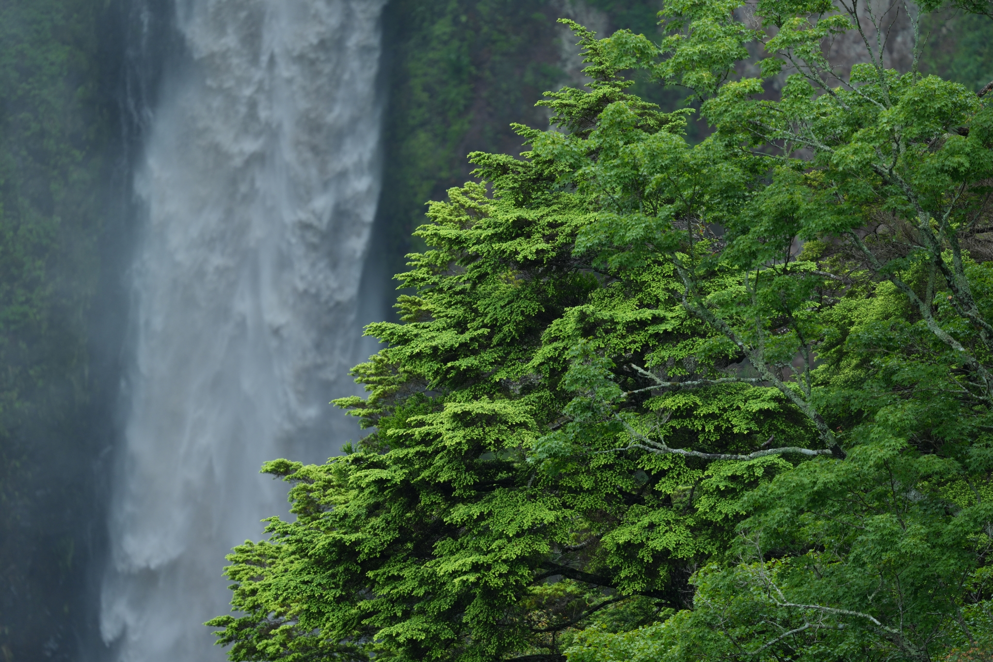 A waterfall cascades behind lush green trees in a forest landscape. Click to open modal