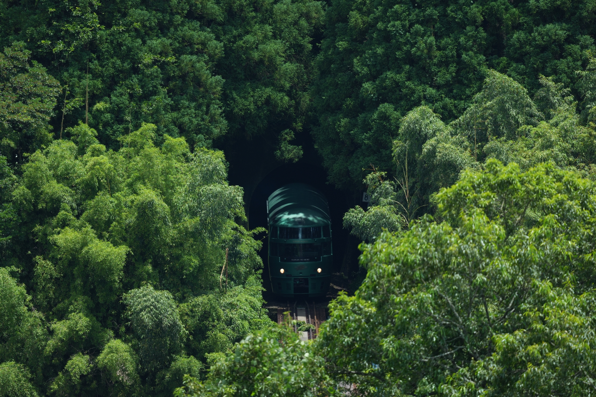 A train emerges from a tunnel surrounded by dense green forest. Click to open modal
