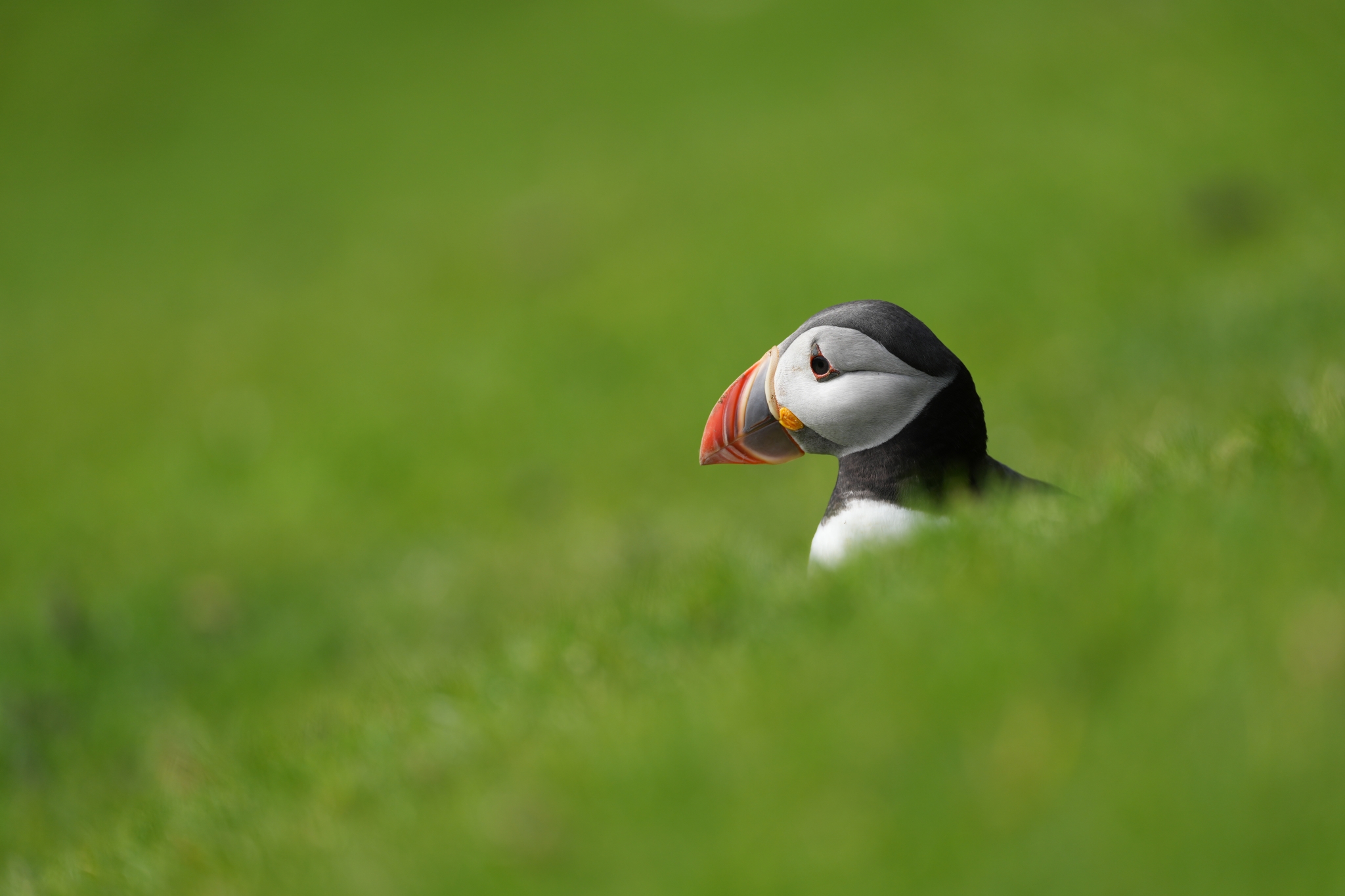 Puffin peeking through lush green grass, with its colorful beak in focus against a blurred background. Click to open modal