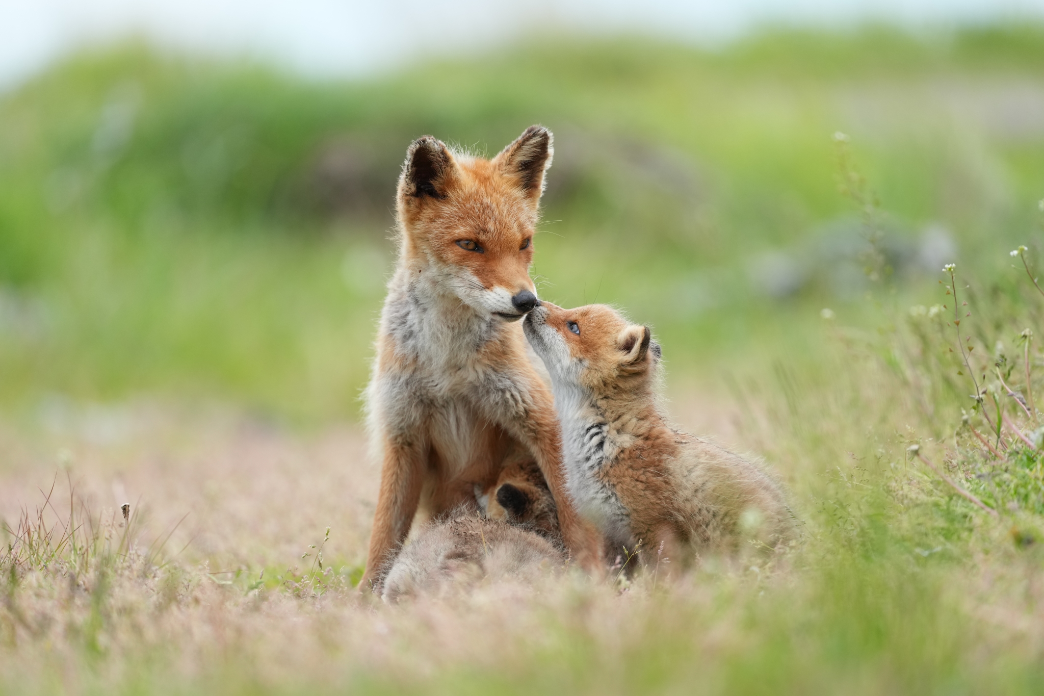 A fox cub sits beside an adult fox in a grassy field. Click to open modal