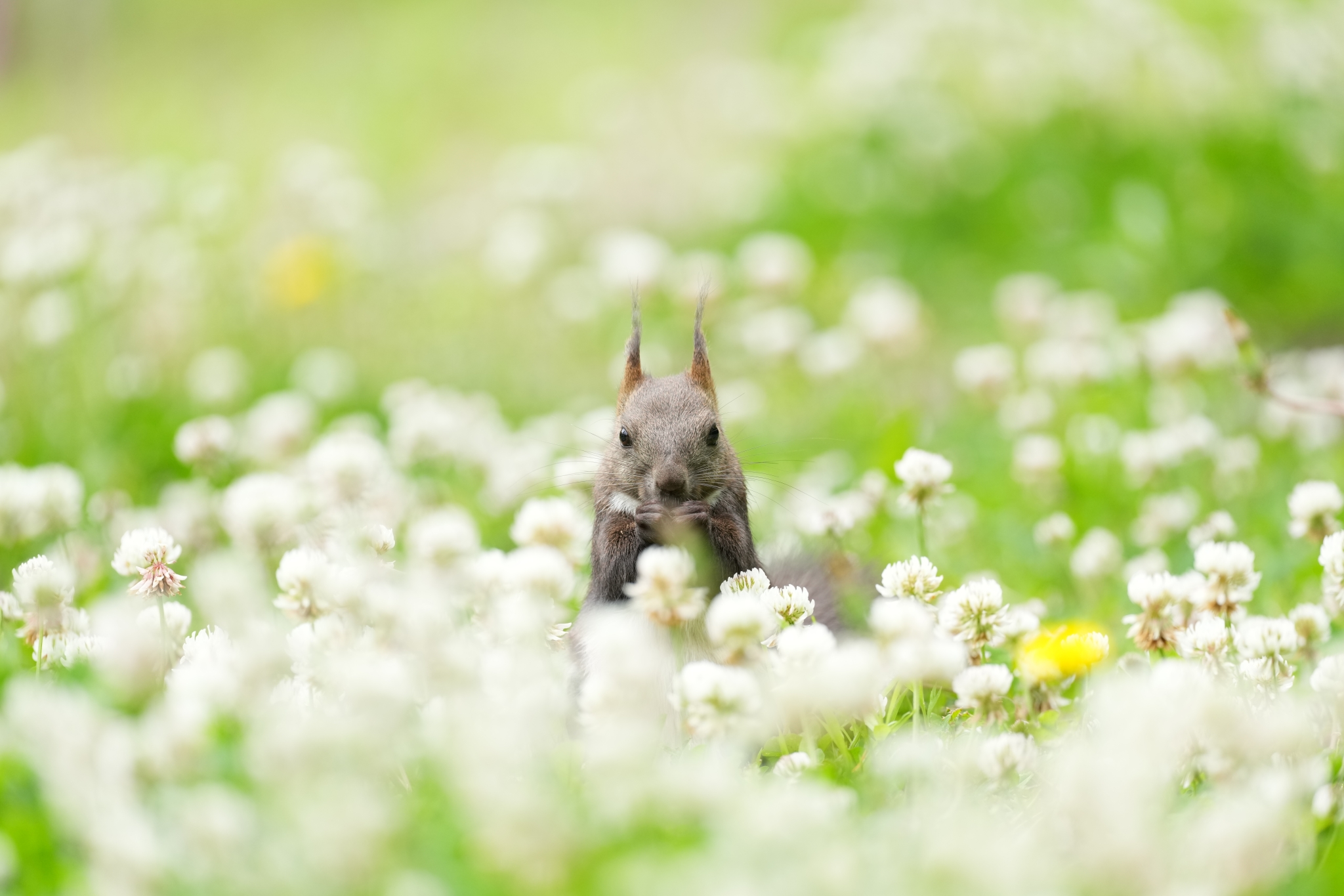 A squirrel peeks through a field of white wildflowers in soft natural light. Click to open modal
