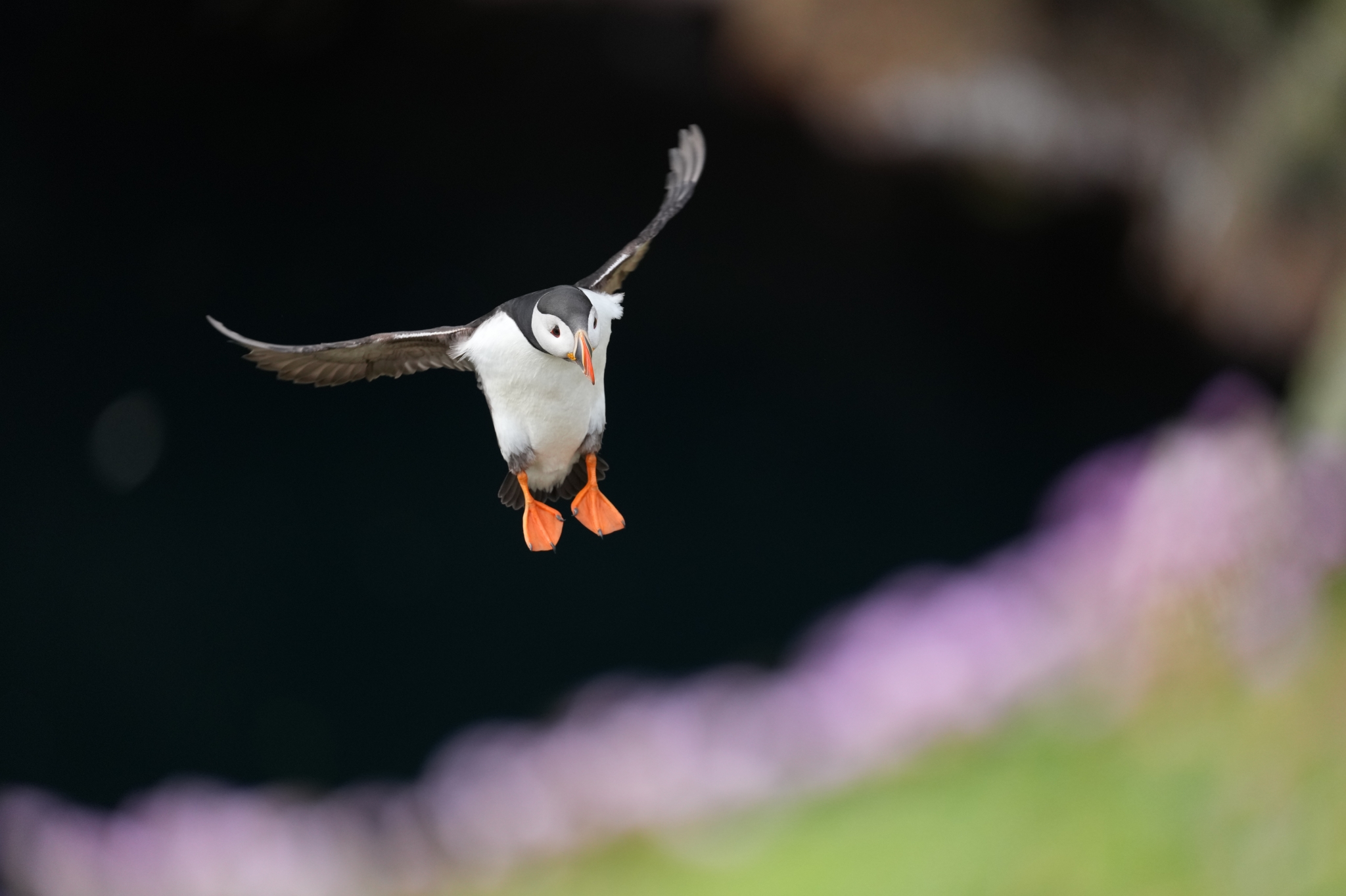 Atlantic puffin flying above a field of purple flowers, with wings spread and orange feet visible. Click to open modal