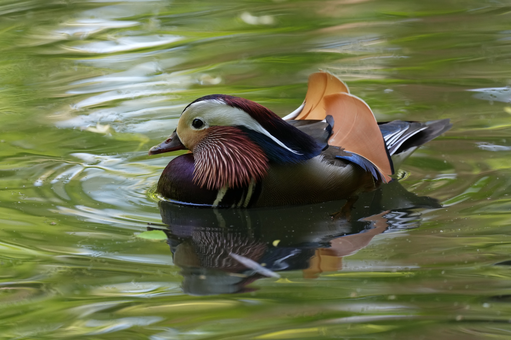 Mandarin duck swimming across calm reflective water Click to open modal