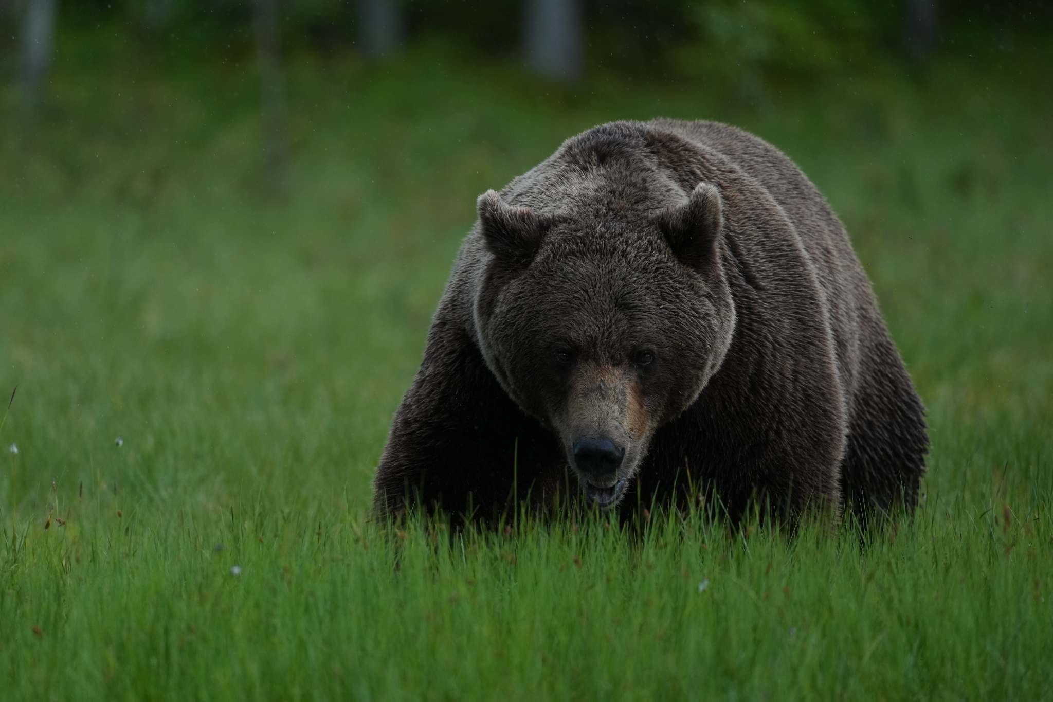 Large brown bear walking through a lush green meadow Click to open modal