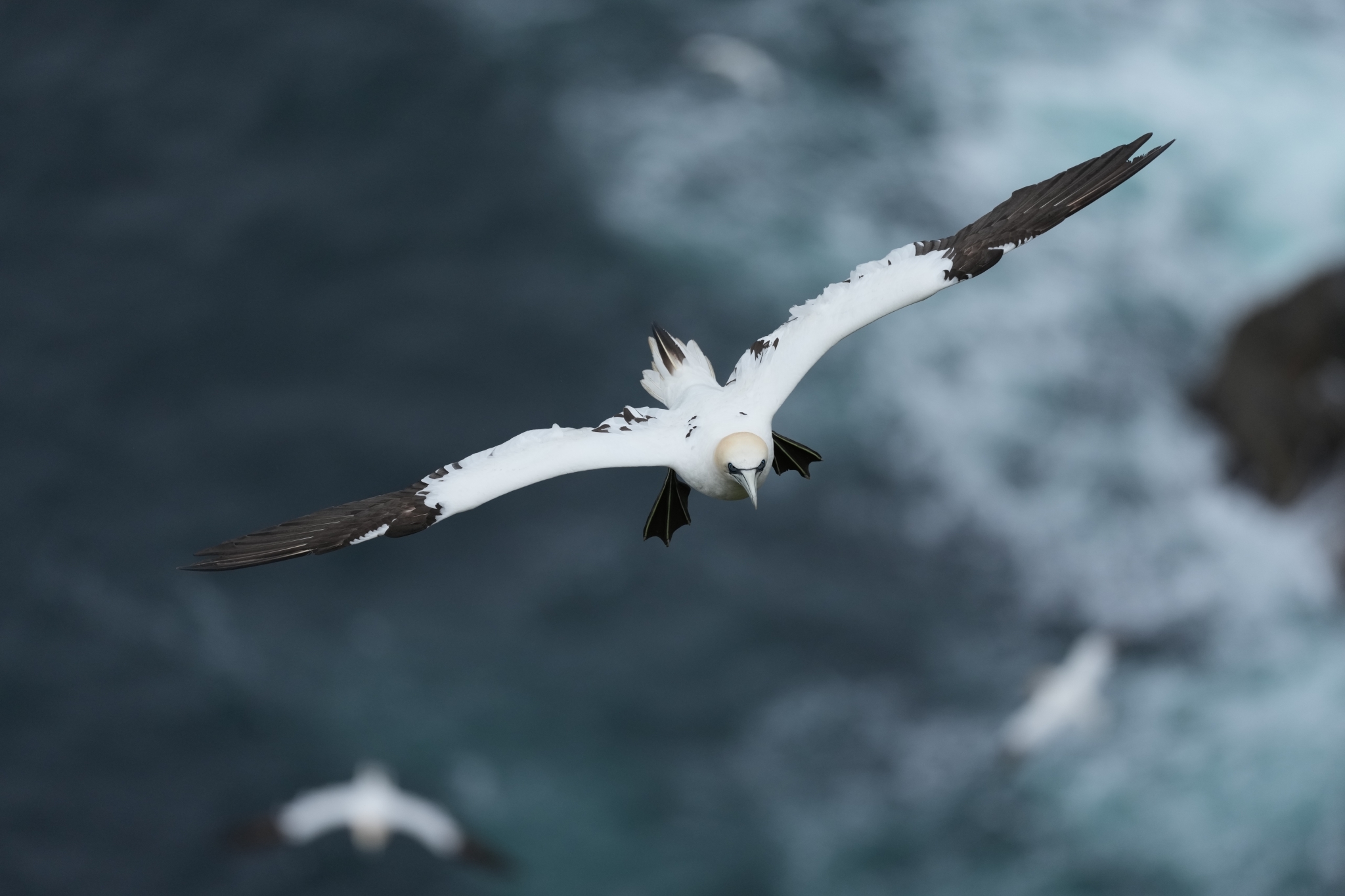 White seabird gliding above dark ocean waves Click to open modal
