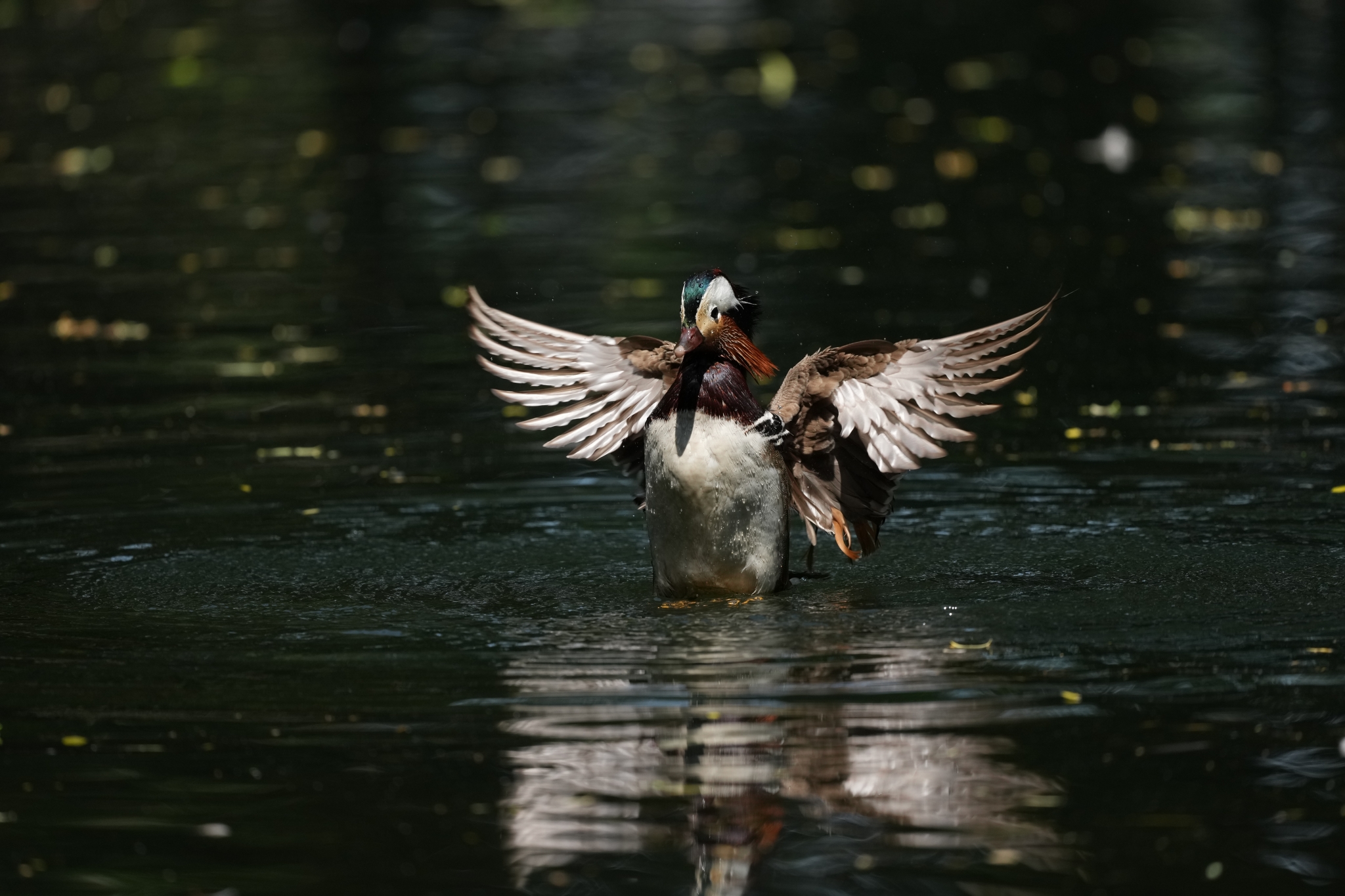 Water bird flapping its wings while landing on a pond Click to open modal
