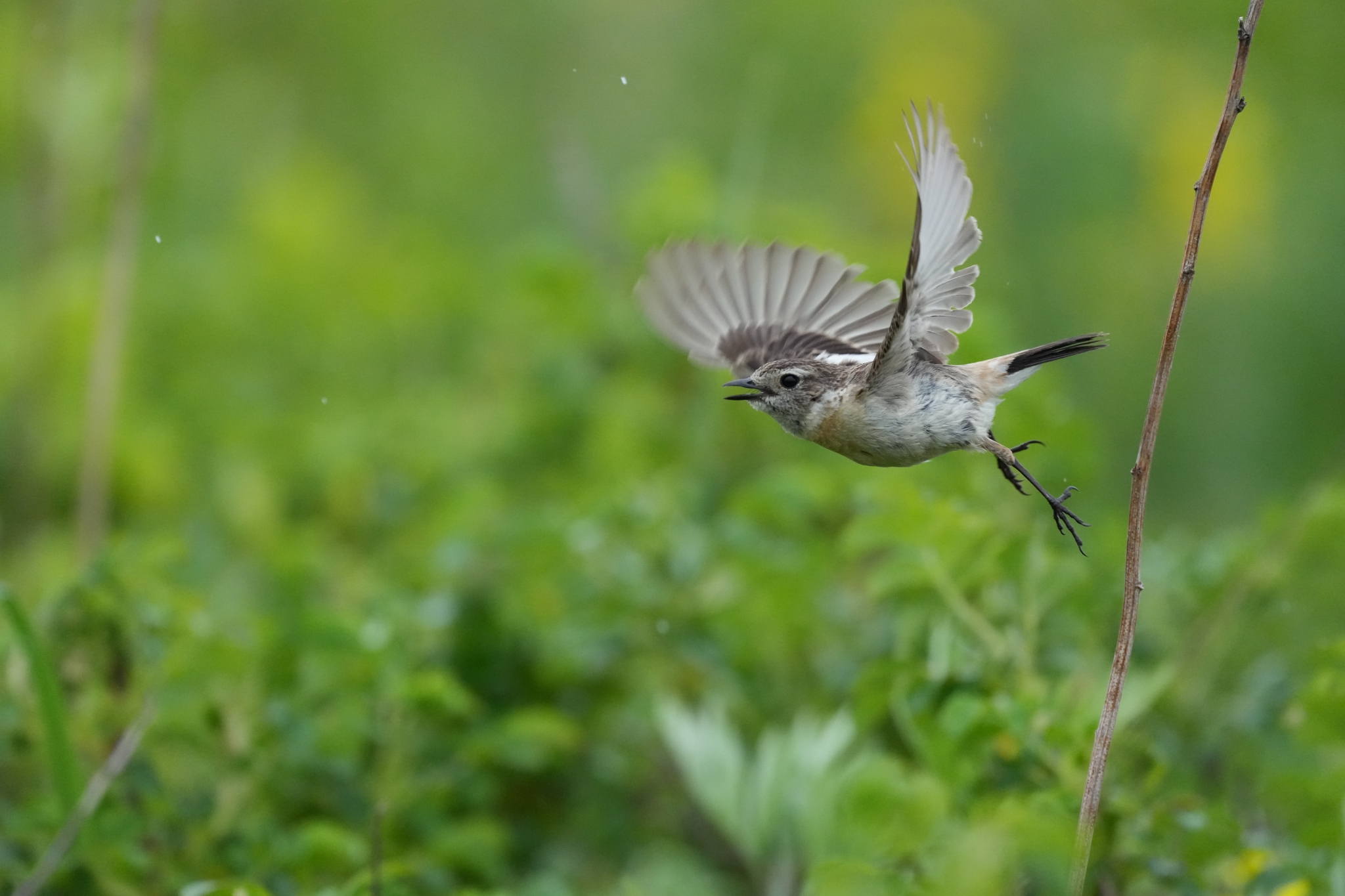Small bird taking flight from a stem in a green meadow Click to open modal