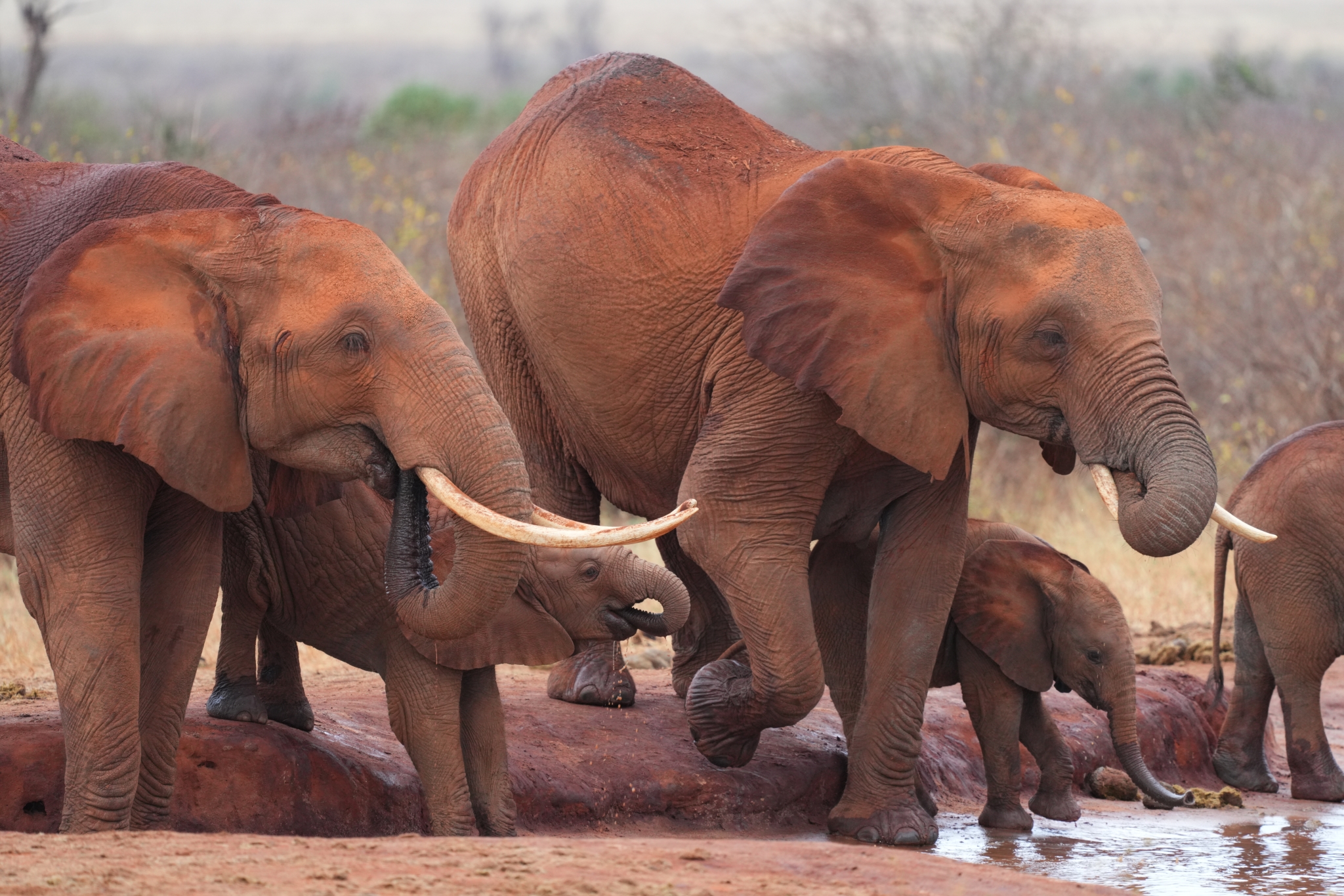Herd of elephants walking together across a dusty plain Click to open modal