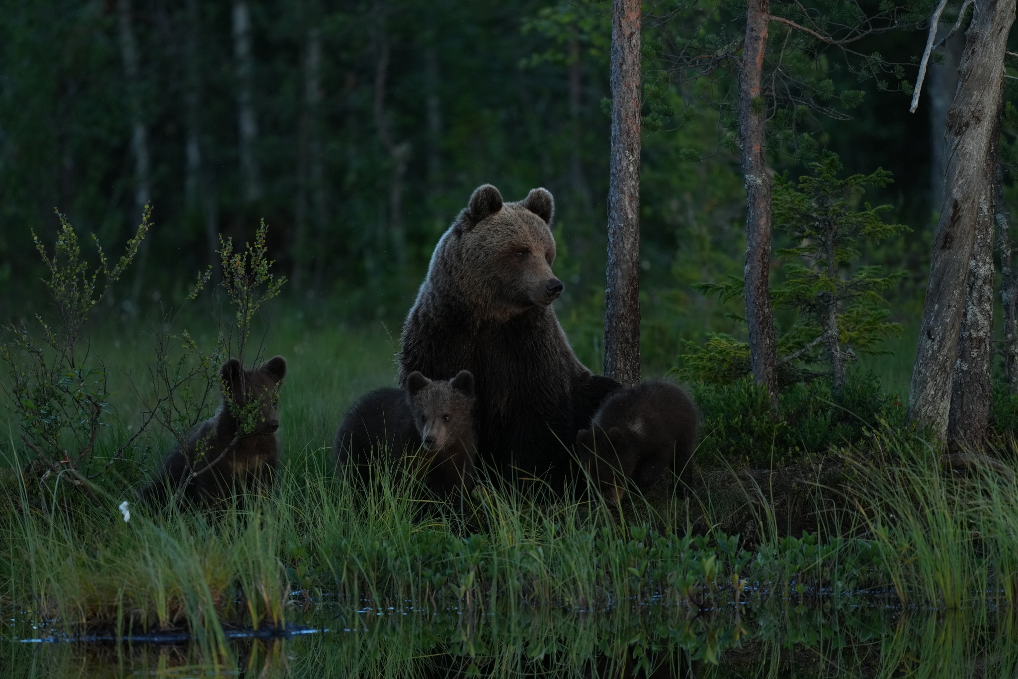 Mother bear sitting with her cubs in a forest clearing Click to open modal