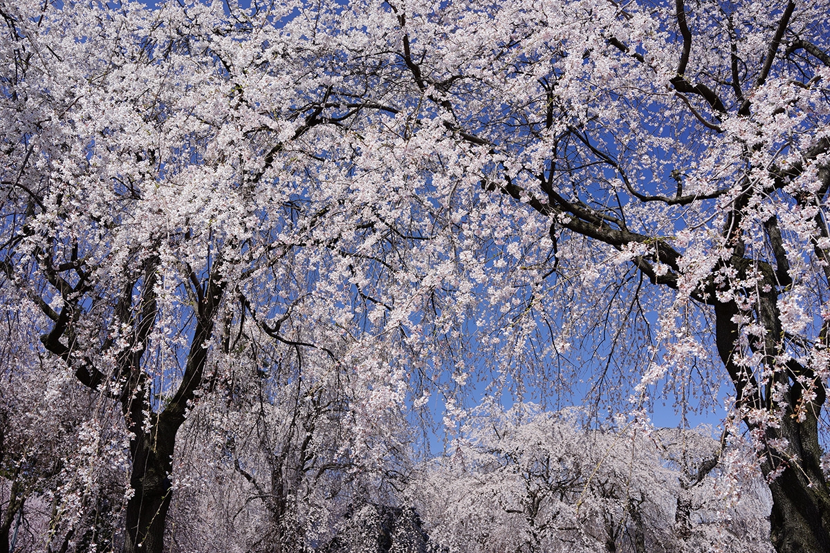 Cherry blossoms Click to open modal