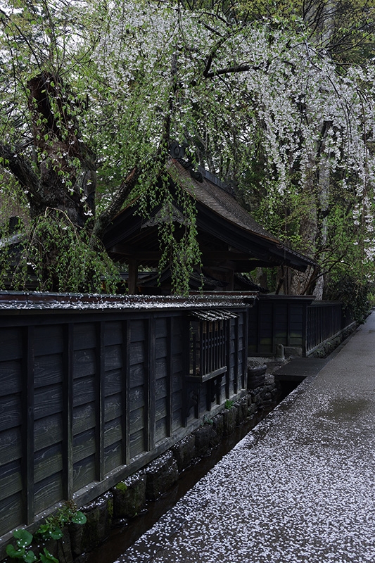 Ornamental gate in wall with blossoms on trees and on the ground Click to open modal