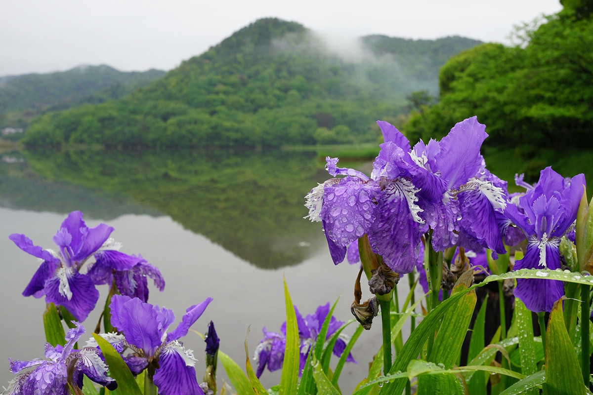 Shot of purple flowers in foreground with lake and hills in background Click to open modal