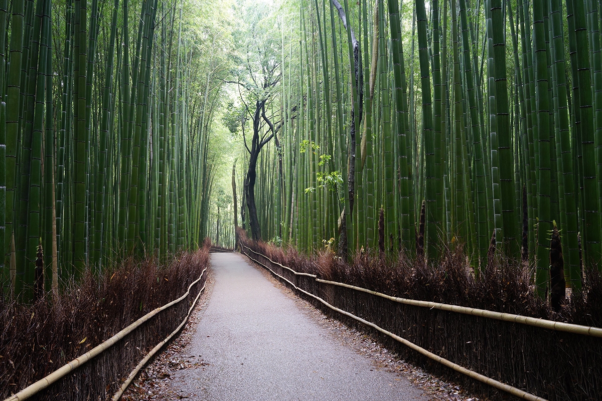 Path through bamboo grove Click to open modal