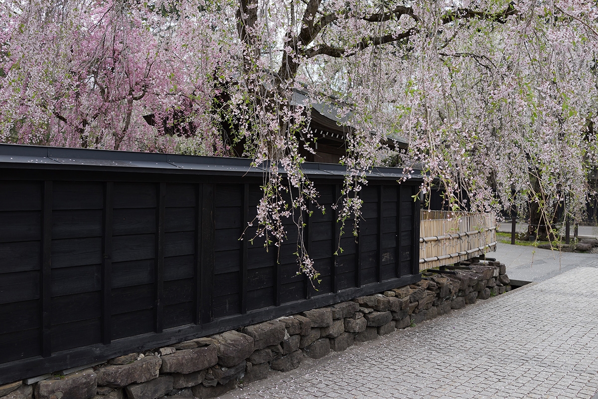 Wall and fence with trees covered in blossoms Click to open modal
