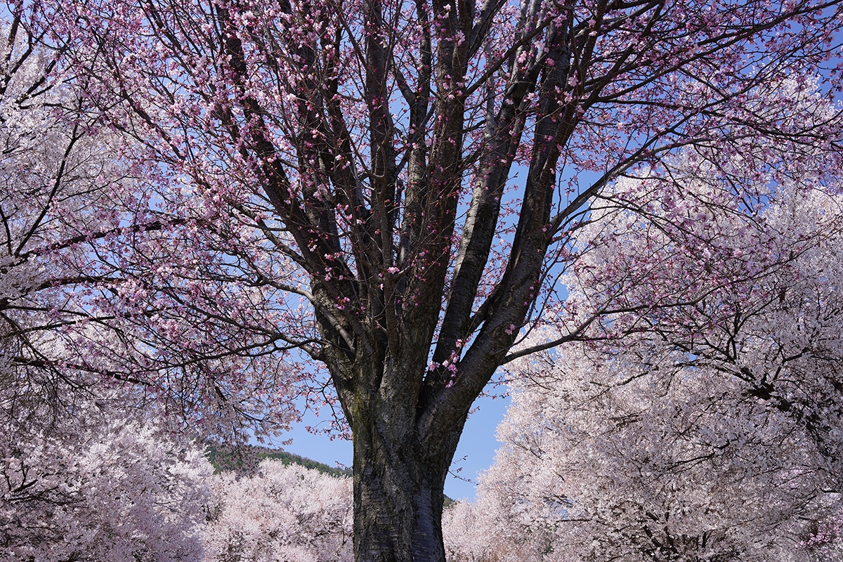 Trees covered in blossoms Click to open modal
