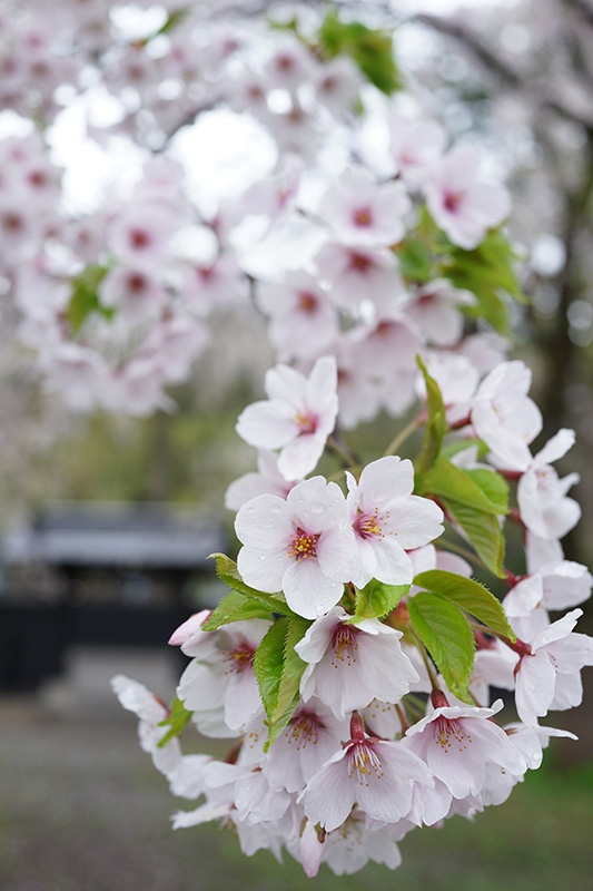 Close-up of blossoms on tree branch Click to open modal