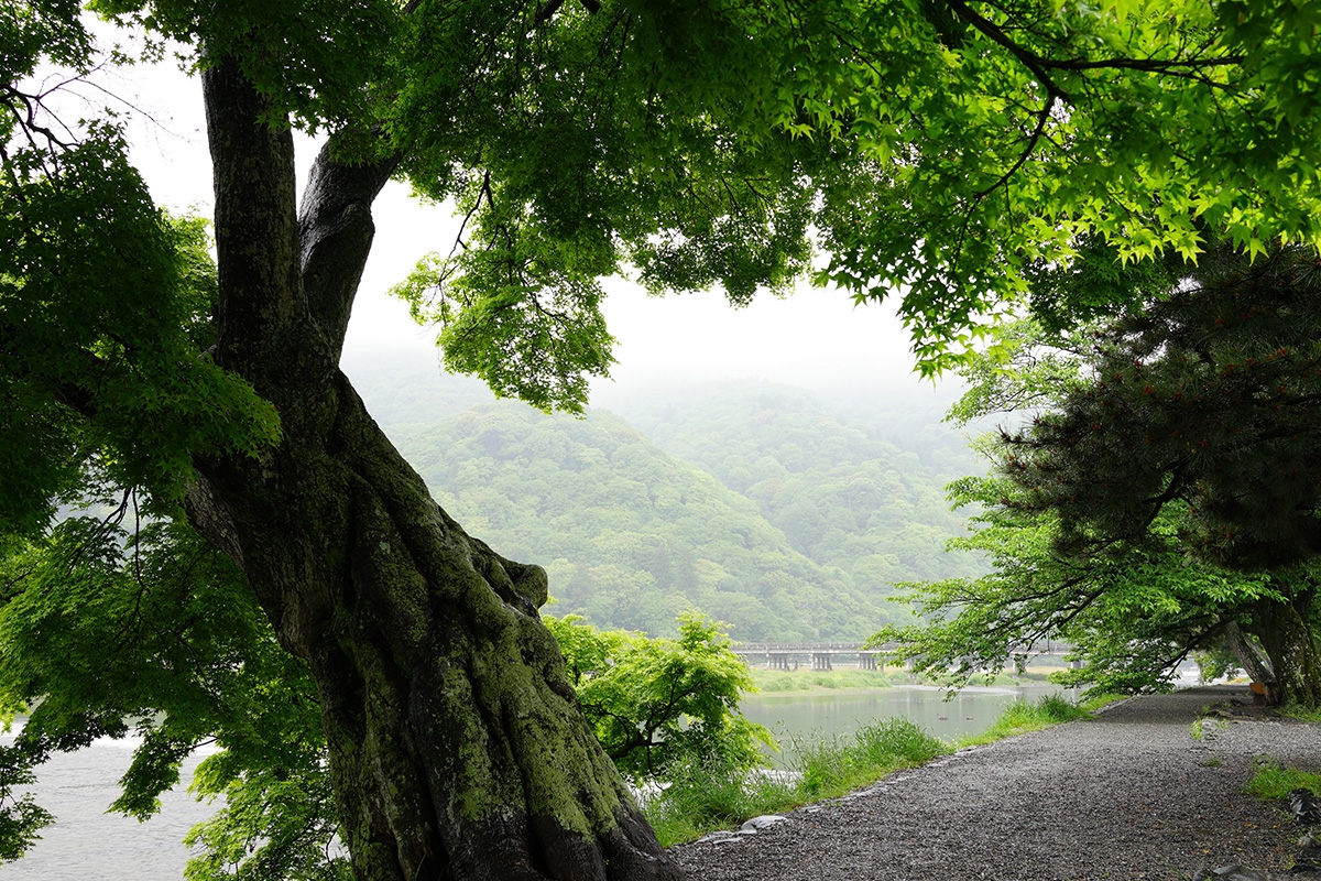 View across river from under trees on the bank Click to open modal