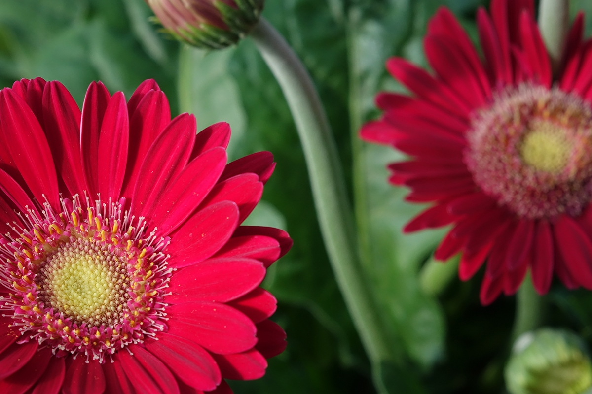 Two red flowers against green foliage background Click to open modal