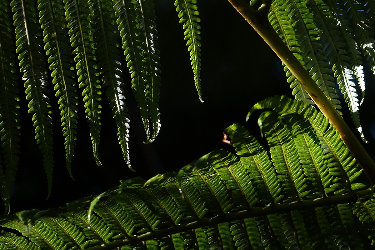 Close-up of fern leaves at night Click to open modal