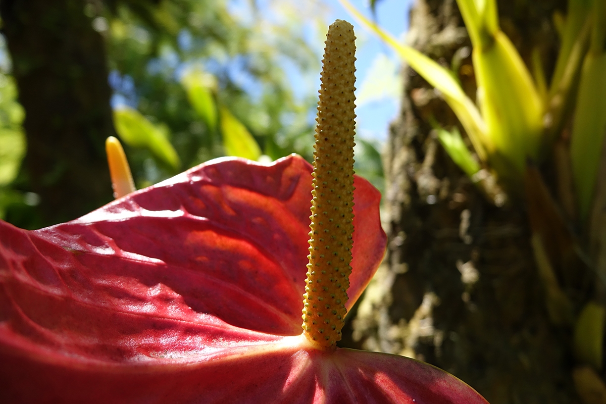 Close-up of anthurium flower Click to open modal