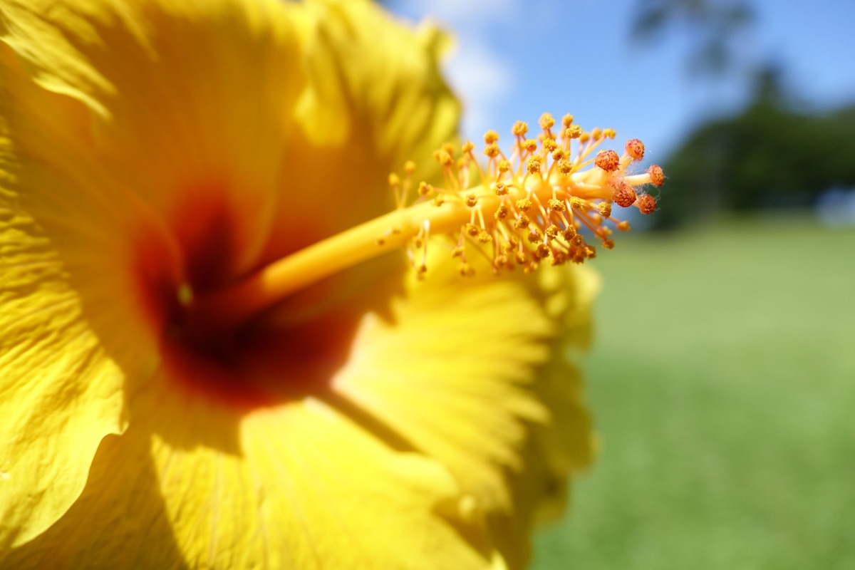 Close-up of yellow hibiscus flower Click to open modal