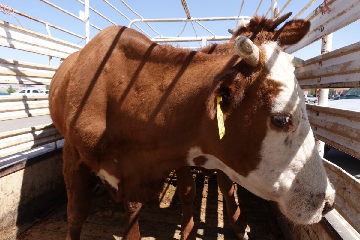 Bull in pen with cut horns Click to open modal