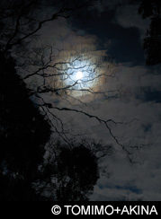 &copy; TOMIMO+AKINA