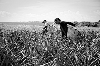 © Yoshinori Nishino