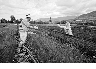 © Yoshinori Nishino