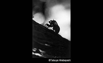 © Tasuya Hirabayashi