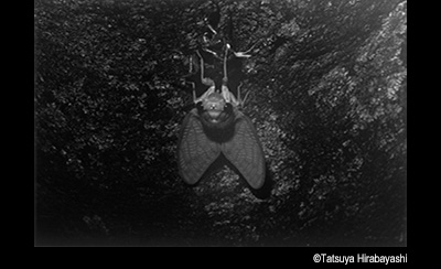 © Tasuya Hirabayashi