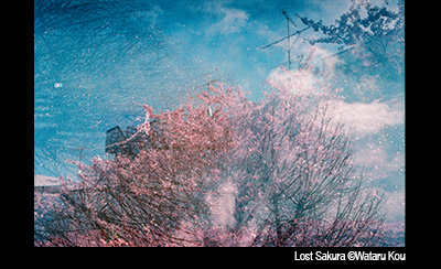 Lost Sakura ©Wataru Kou