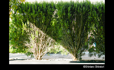 © Shintaro Shiratori