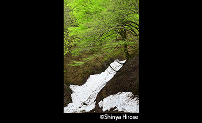 &copy; Shinya Hirose