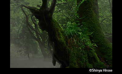 &copy; Shinya Hirose